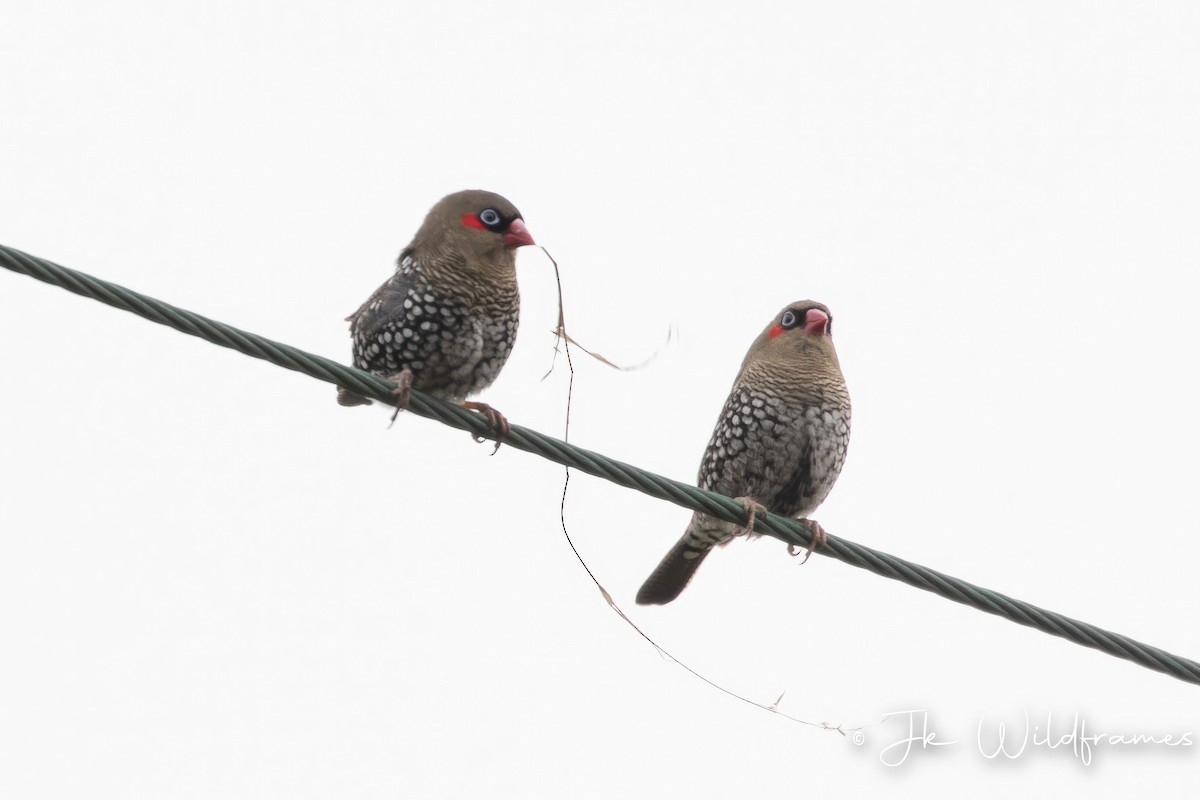 Red-eared Firetail - ML618543482
