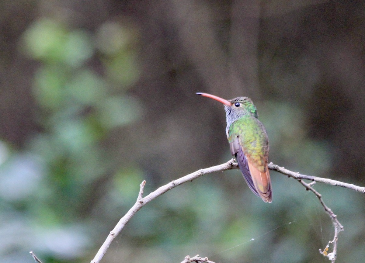 kolibřík yukatanský - ML618543493