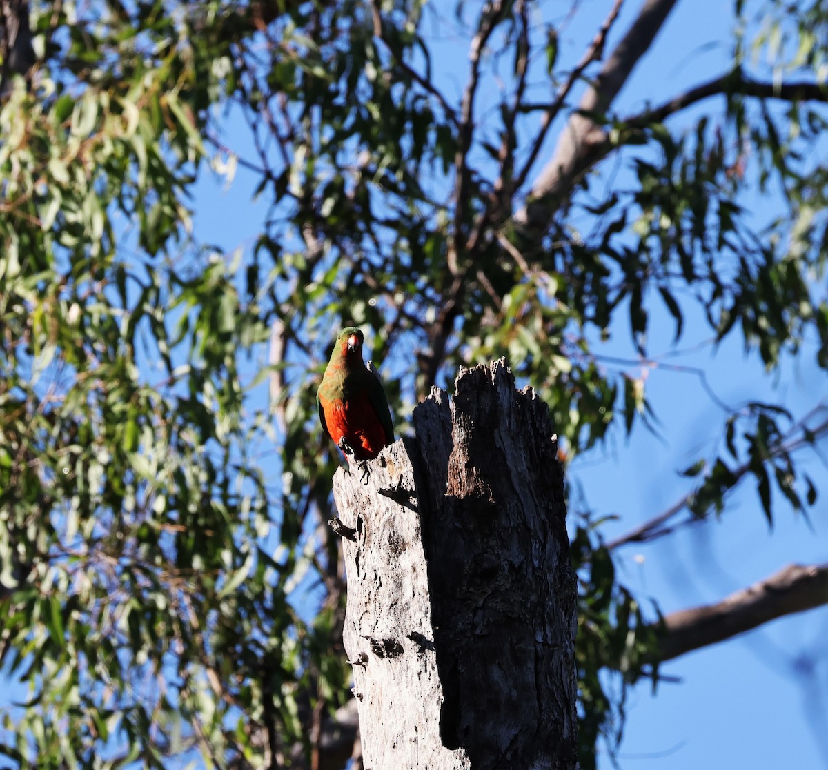 Australian King-Parrot - Richard Symmonds