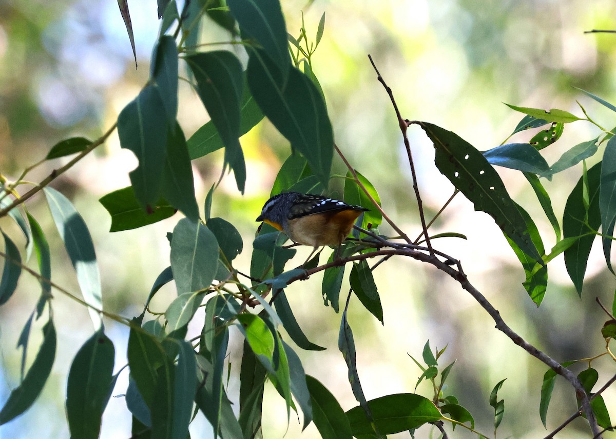 Spotted Pardalote - ML618543508
