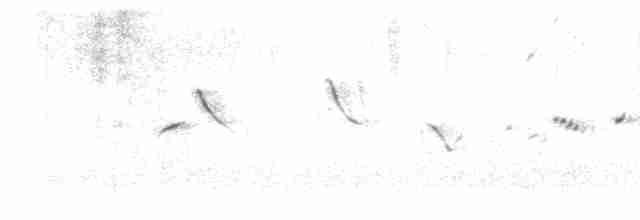 "Канарский вьюрок, дикая канарейка" - ML618543526