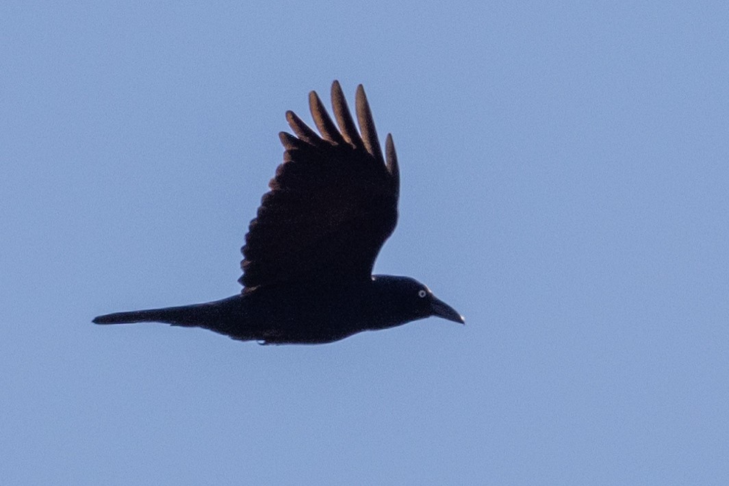 Australian Raven - ML618543563