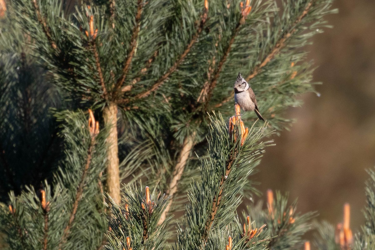 Crested Tit - ML618543580