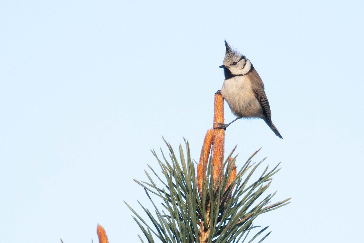 Crested Tit - ML618543582
