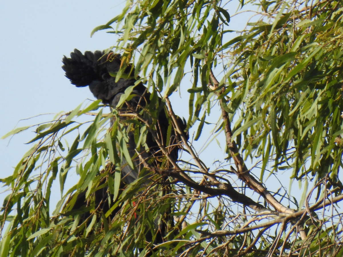 Red-tailed Black-Cockatoo - ML618543585