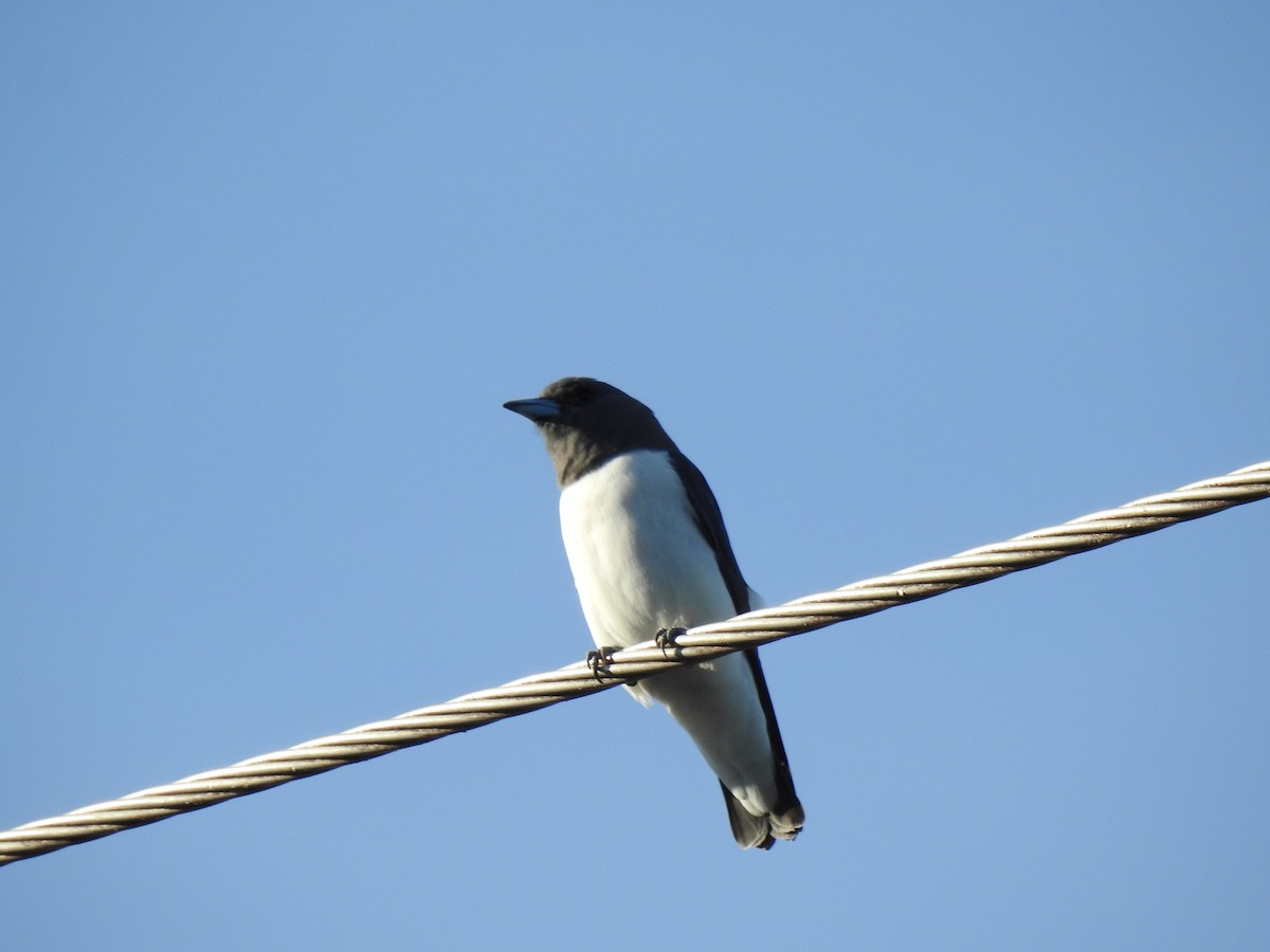 White-breasted Woodswallow - ML618543603