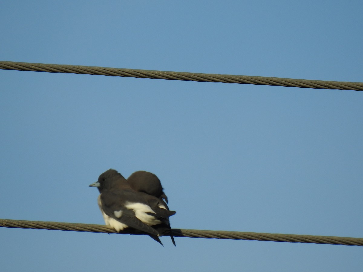 White-breasted Woodswallow - ML618543604