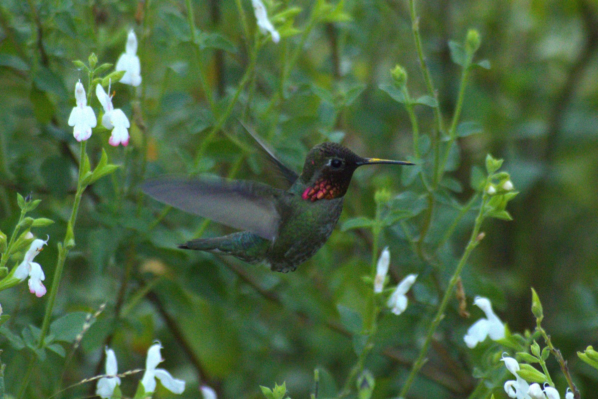 Anna's Hummingbird - ML618543640
