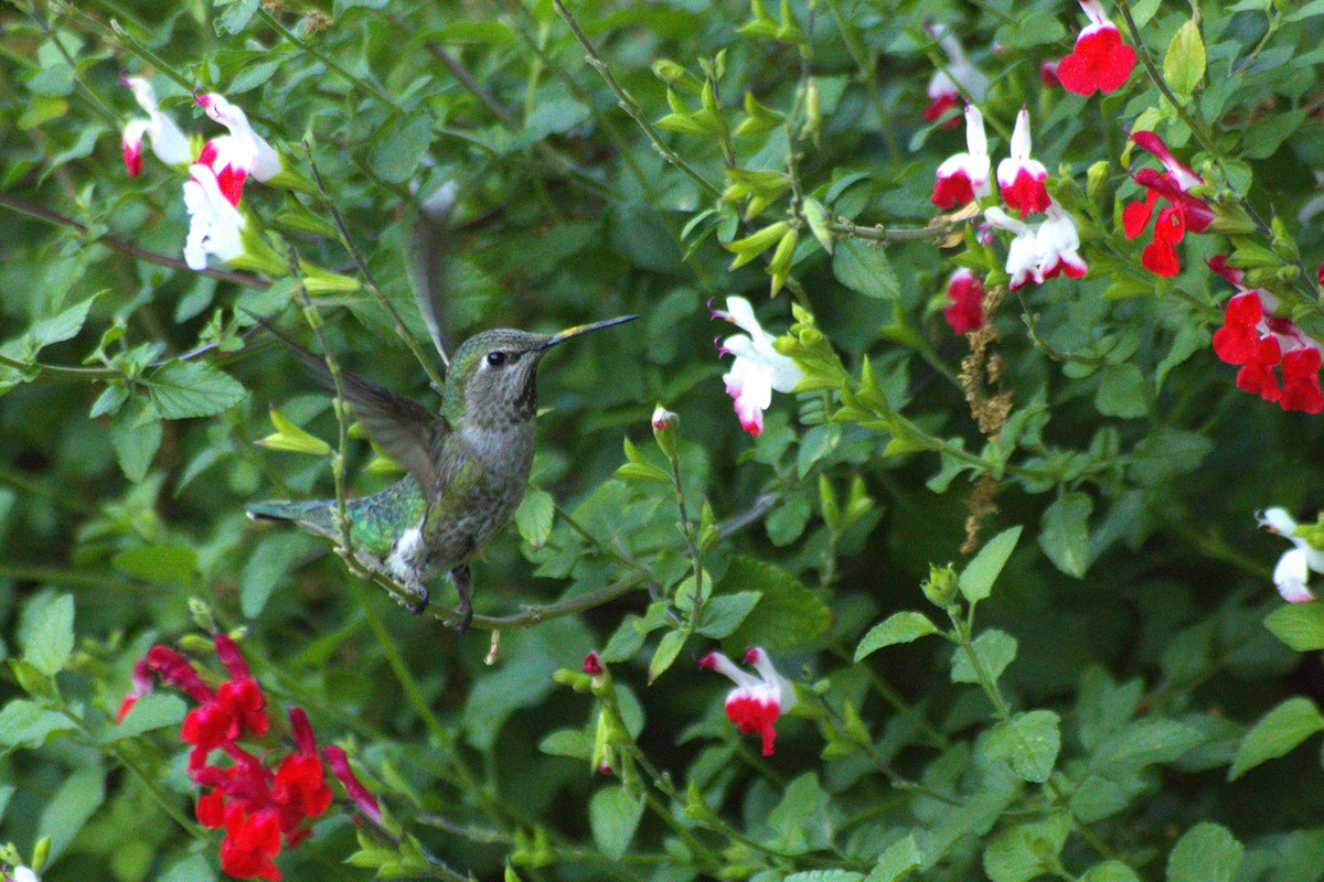 Anna's Hummingbird - ML618543648