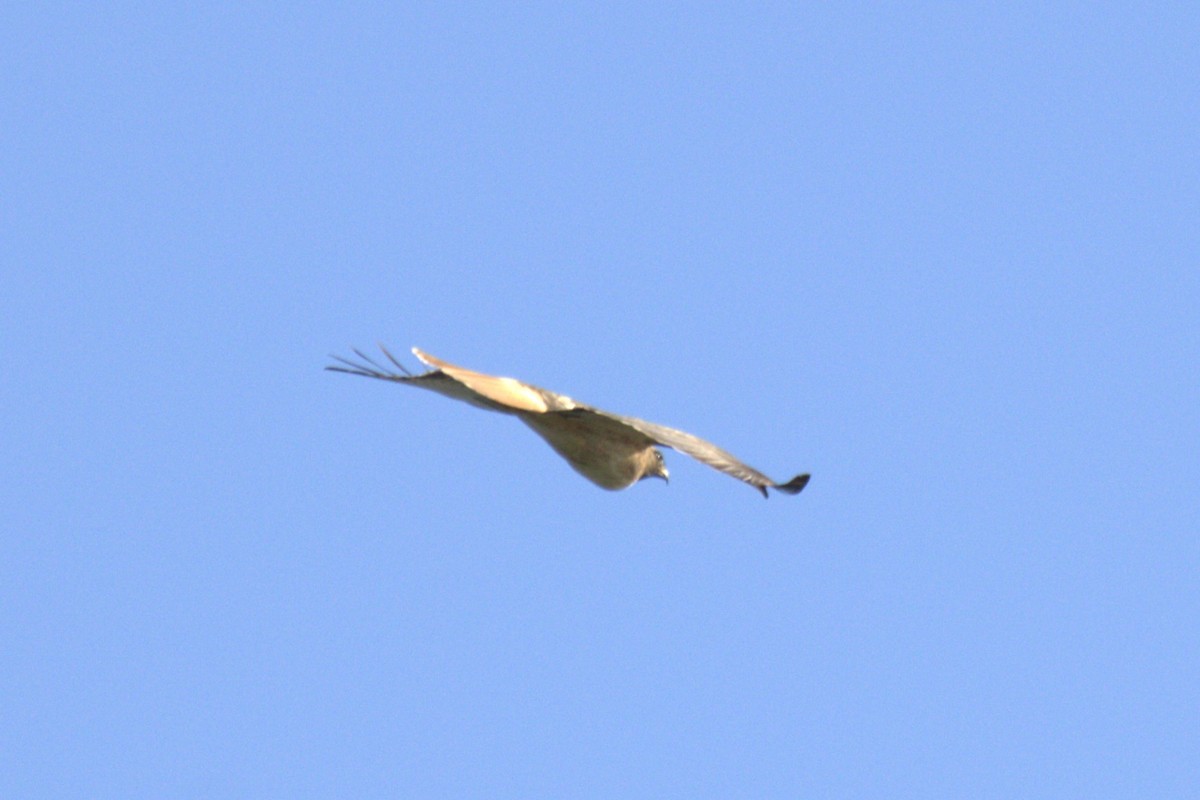 Red-tailed Hawk - ML618543659