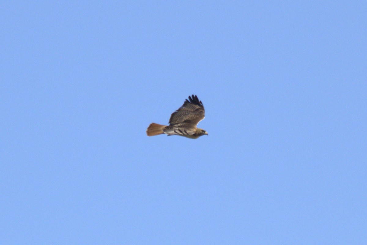 Red-tailed Hawk - ML618543660