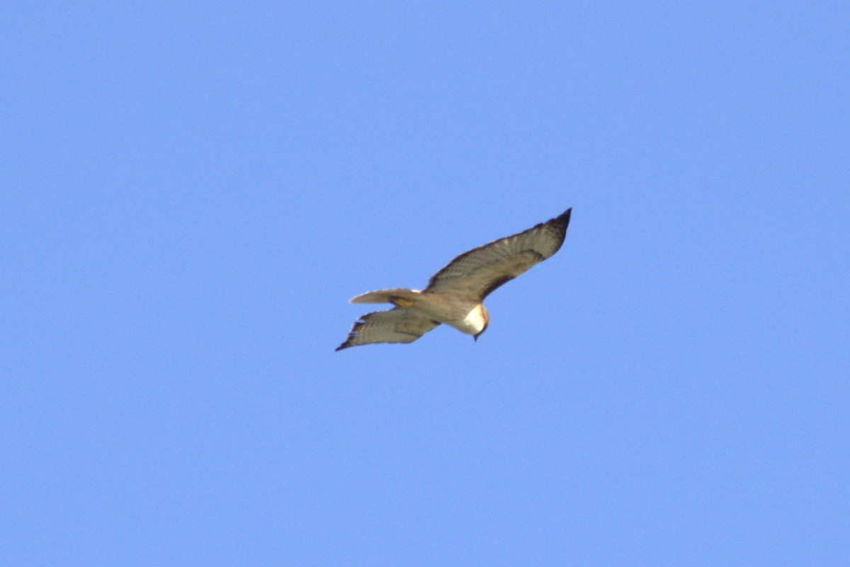 Red-tailed Hawk - ML618543661