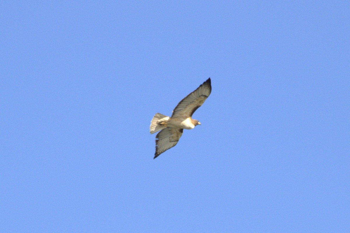 Red-tailed Hawk - ML618543662