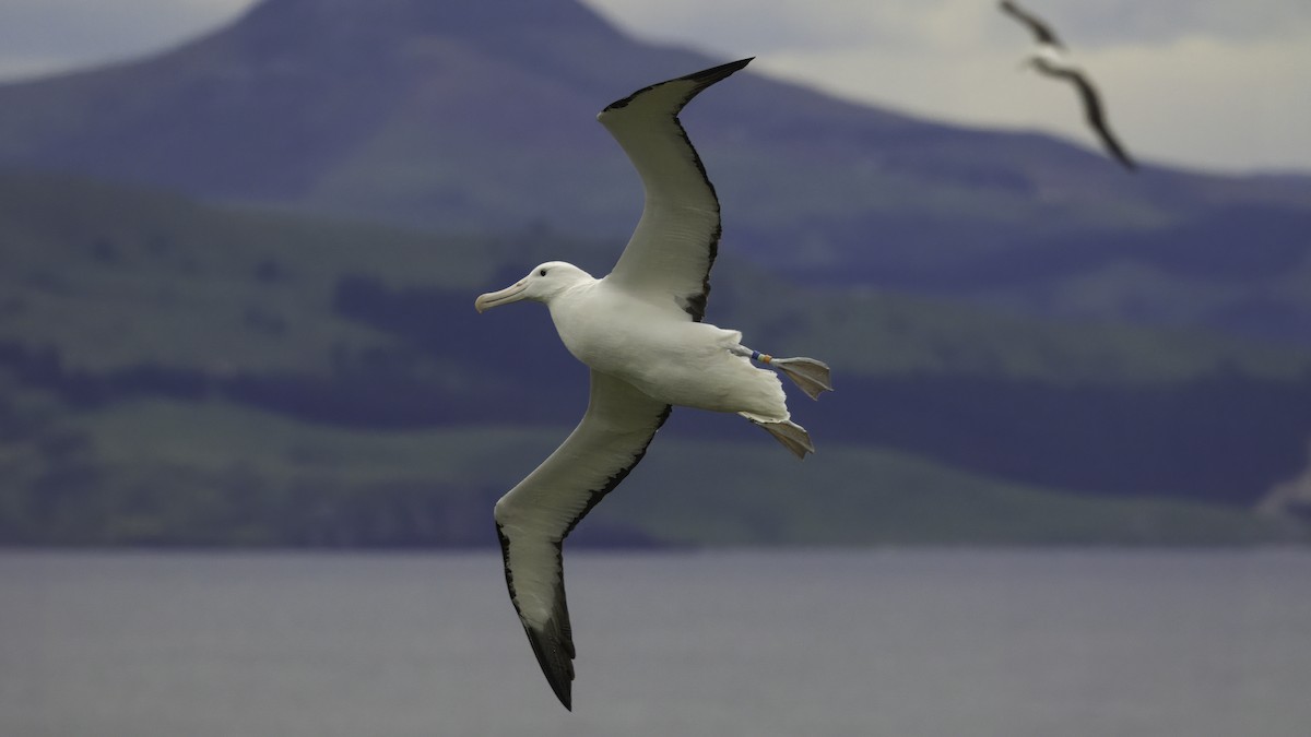 Northern Royal Albatross - ML618543667