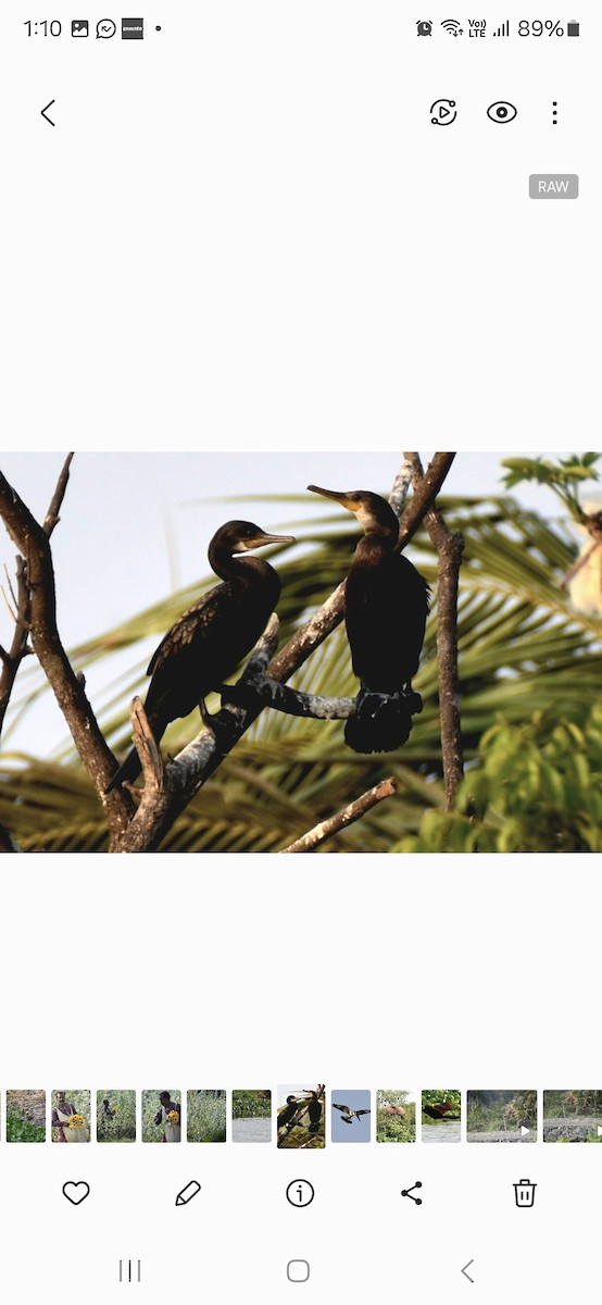 Indian Cormorant - ML618543711