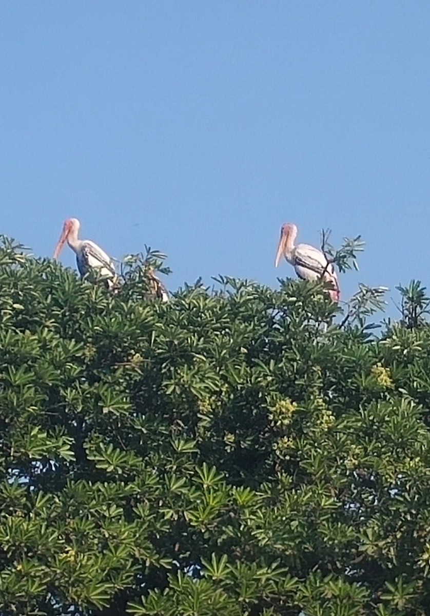 Painted Stork - Jay prakash Mehta