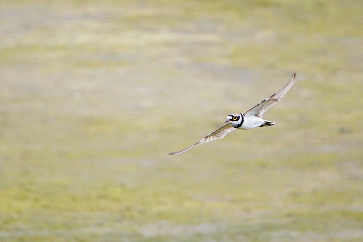 Little Ringed Plover - Haofeng Shih