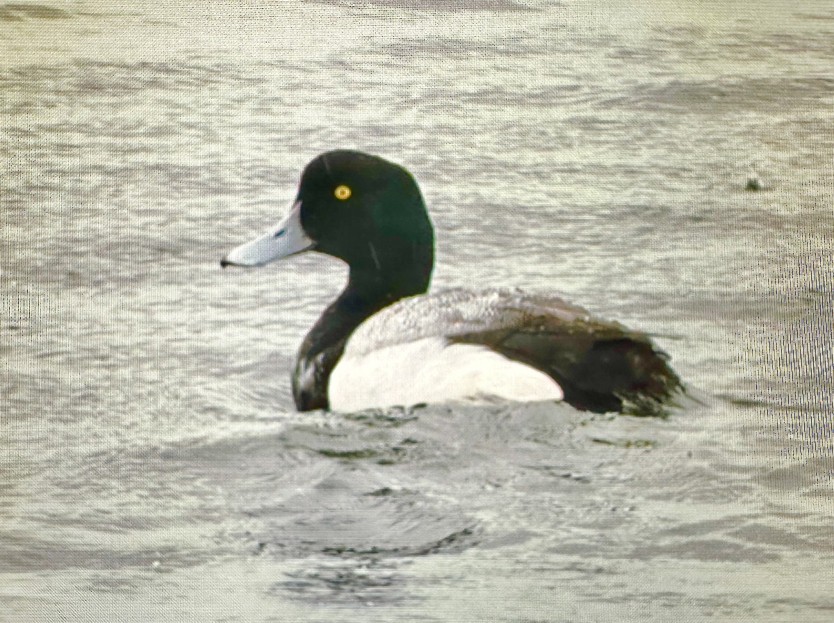 Greater Scaup - ML618543753