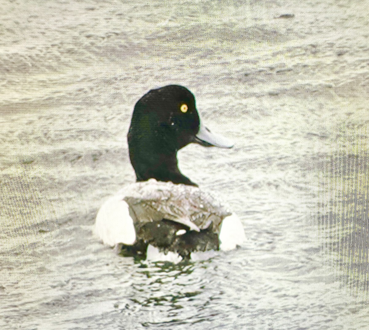 Greater Scaup - ML618543754
