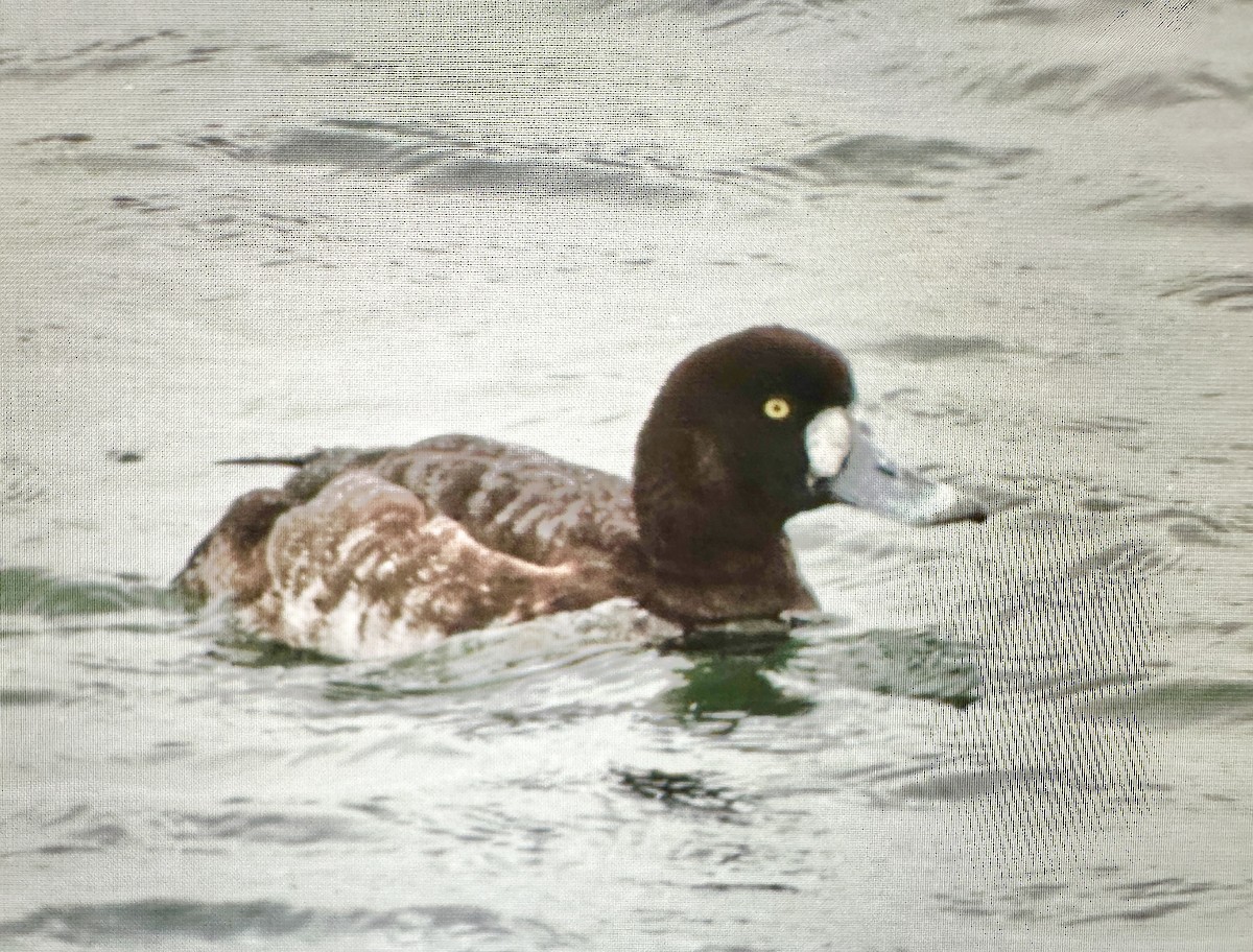 Greater Scaup - ML618543756