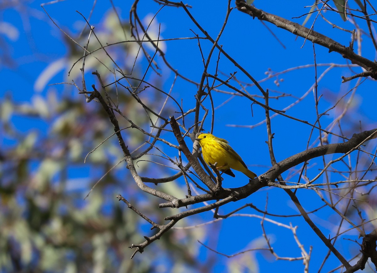 Yellow Warbler - PJ Siaghani