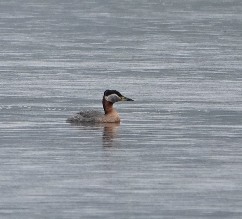 Red-necked Grebe - ML618543770