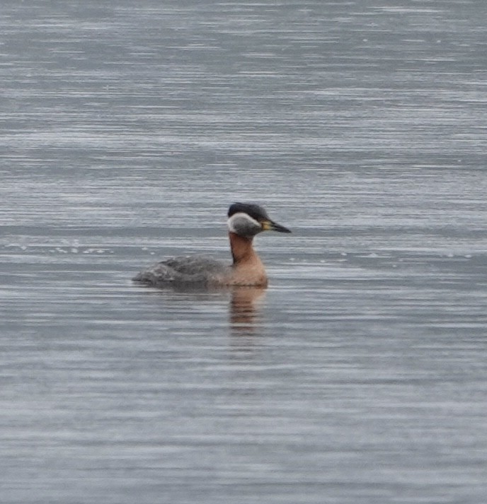 Red-necked Grebe - ML618543771