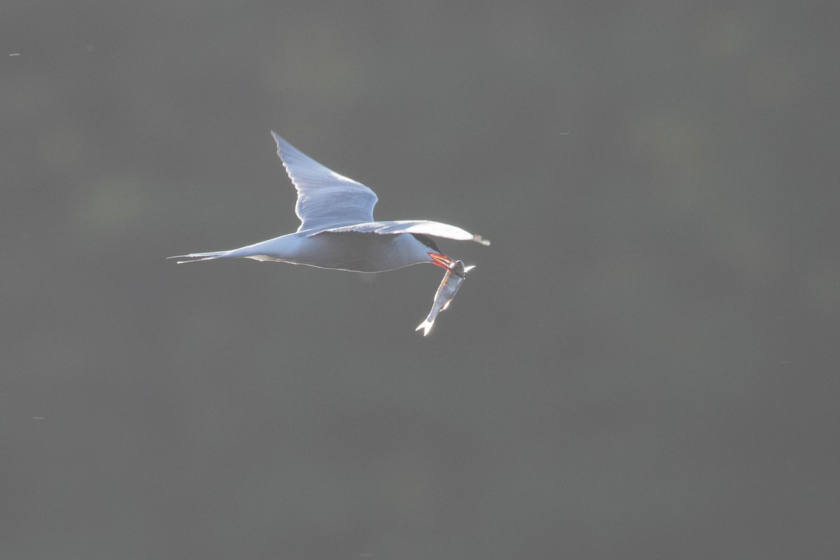 Common Tern - Leo Damrow