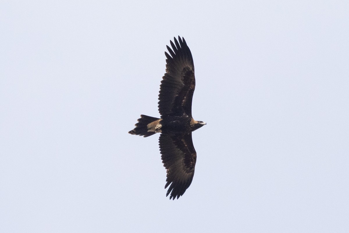 Wedge-tailed Eagle - ML618543814