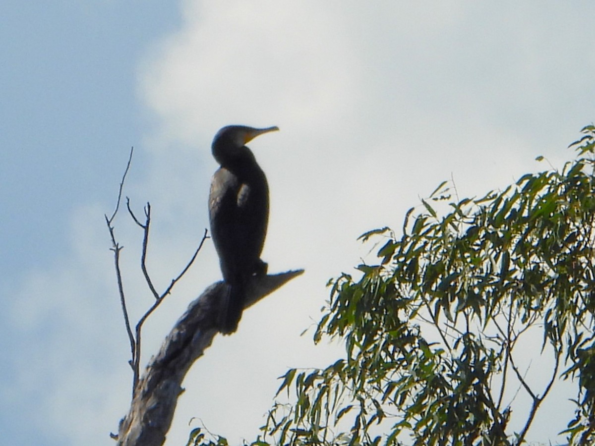 Great Cormorant (Australasian) - ML618543835
