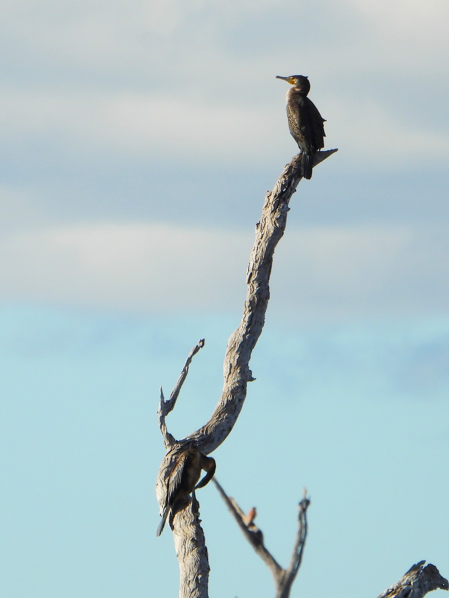 Great Cormorant (Australasian) - ML618543837