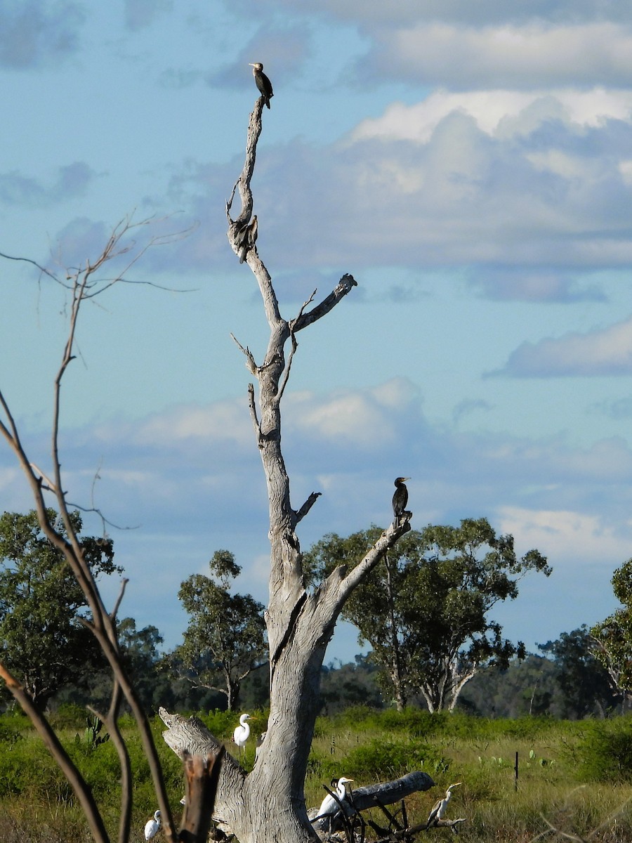 Great Cormorant (Australasian) - ML618543877