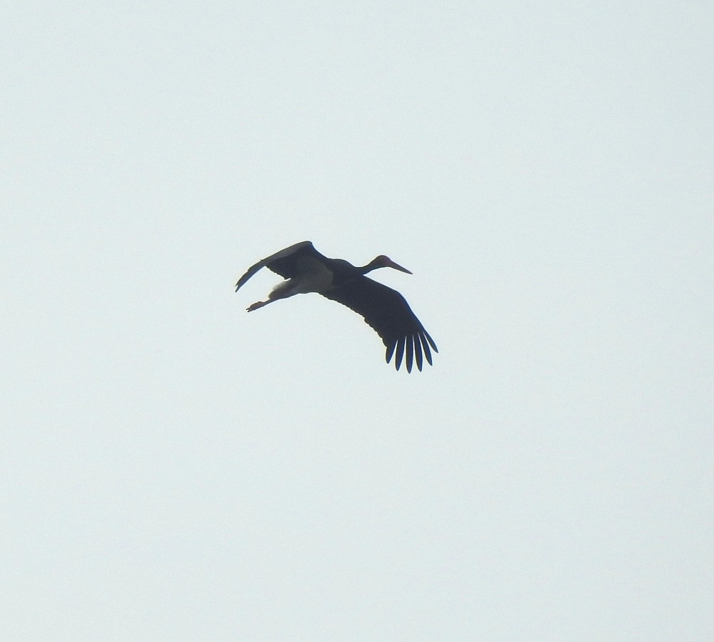 Black Stork - ML618543887
