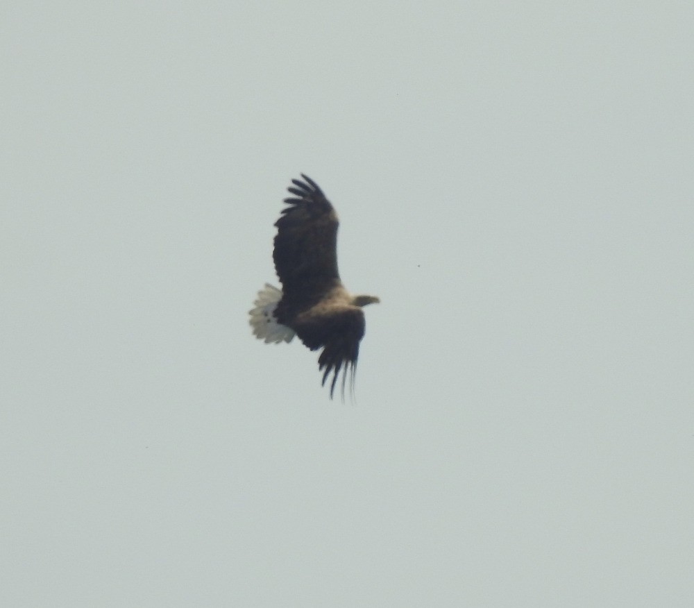 White-tailed Eagle - ML618543888