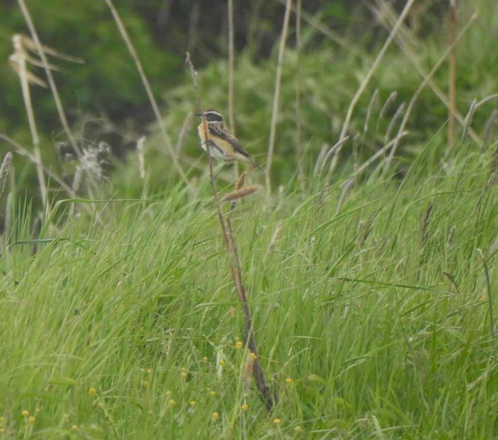 Whinchat - ML618543894
