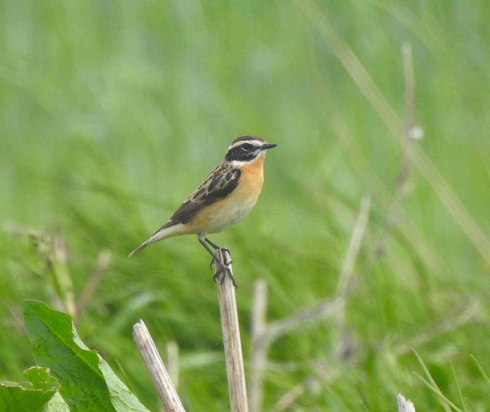 Whinchat - ML618543895