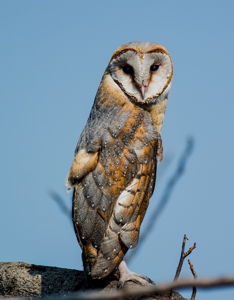 Barn Owl - Subharanjan Sen