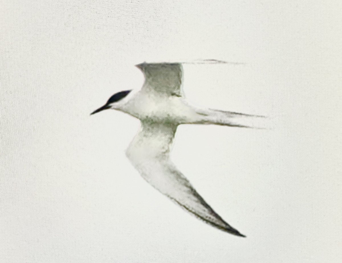 Common Tern - Darchelle Worley