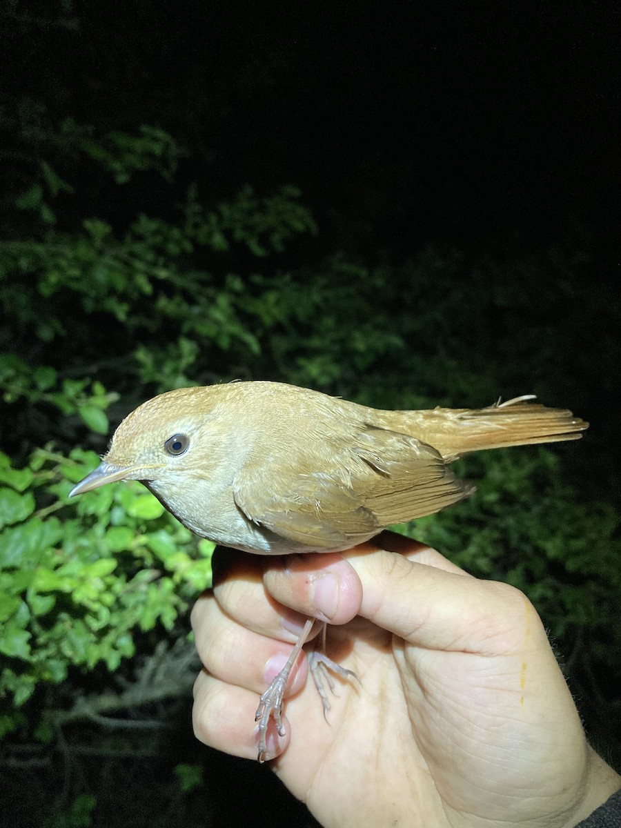 Common Nightingale - ML618544078