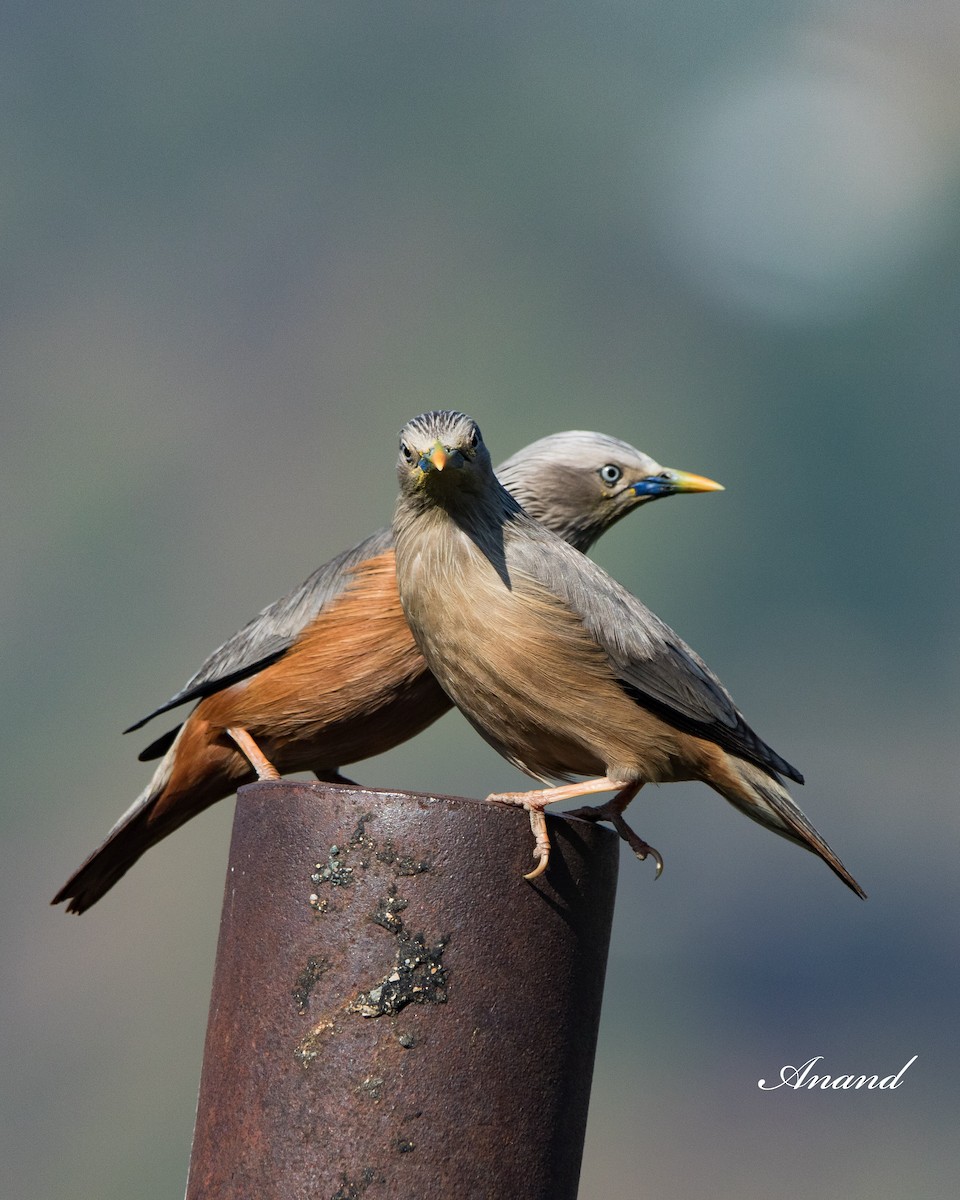 Chestnut-tailed Starling - ML618544080