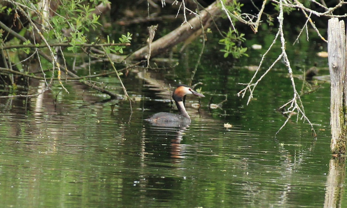 Great Crested Grebe - Bailey McCahon