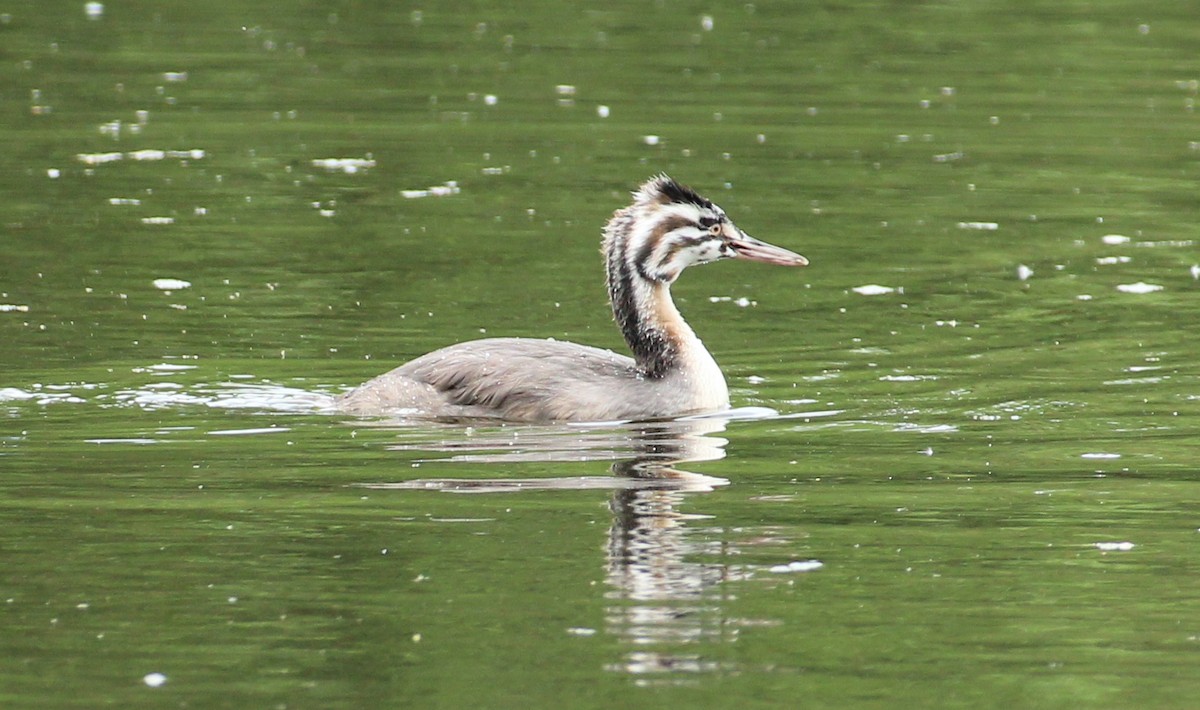 Great Crested Grebe - ML618544082