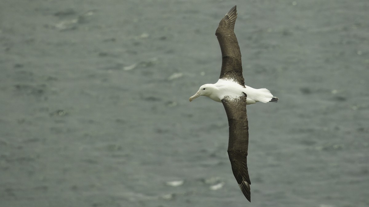 Northern Royal Albatross - ML618544115