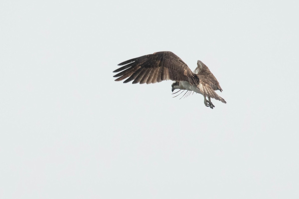 Águila Pescadora - ML618544128