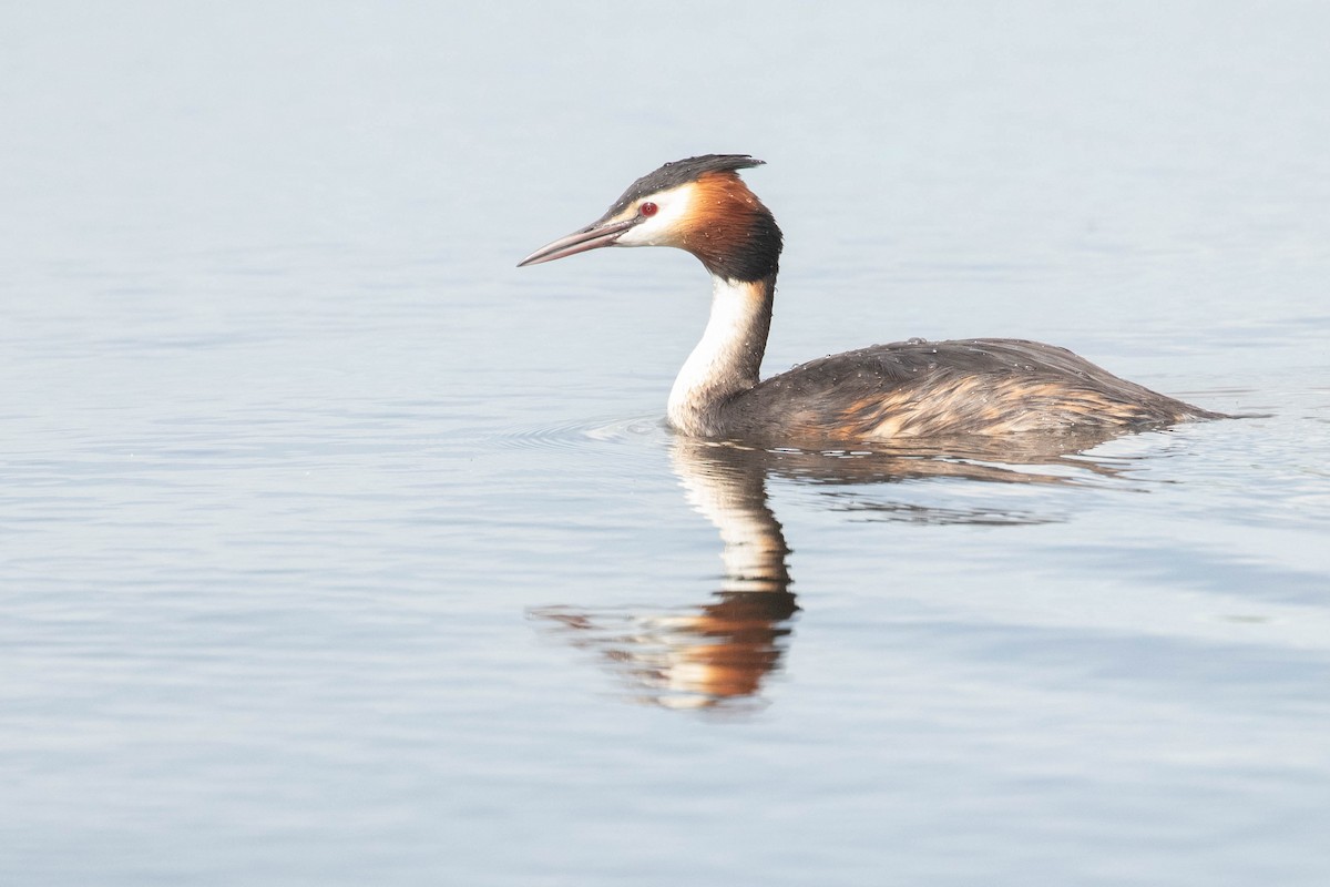 Great Crested Grebe - ML618544144
