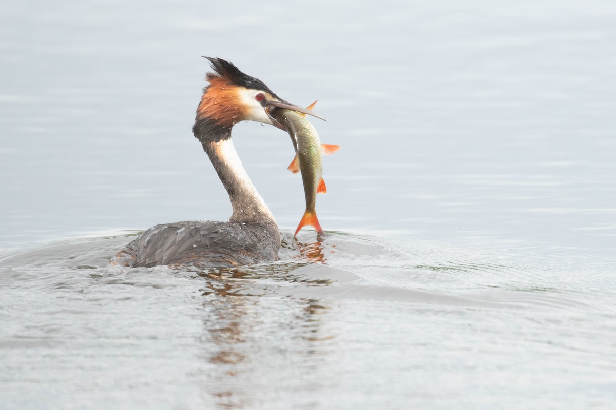 Great Crested Grebe - ML618544145