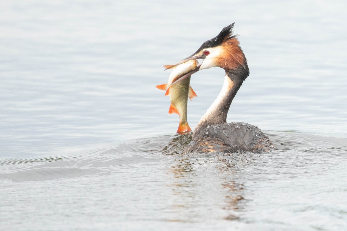 Great Crested Grebe - ML618544146