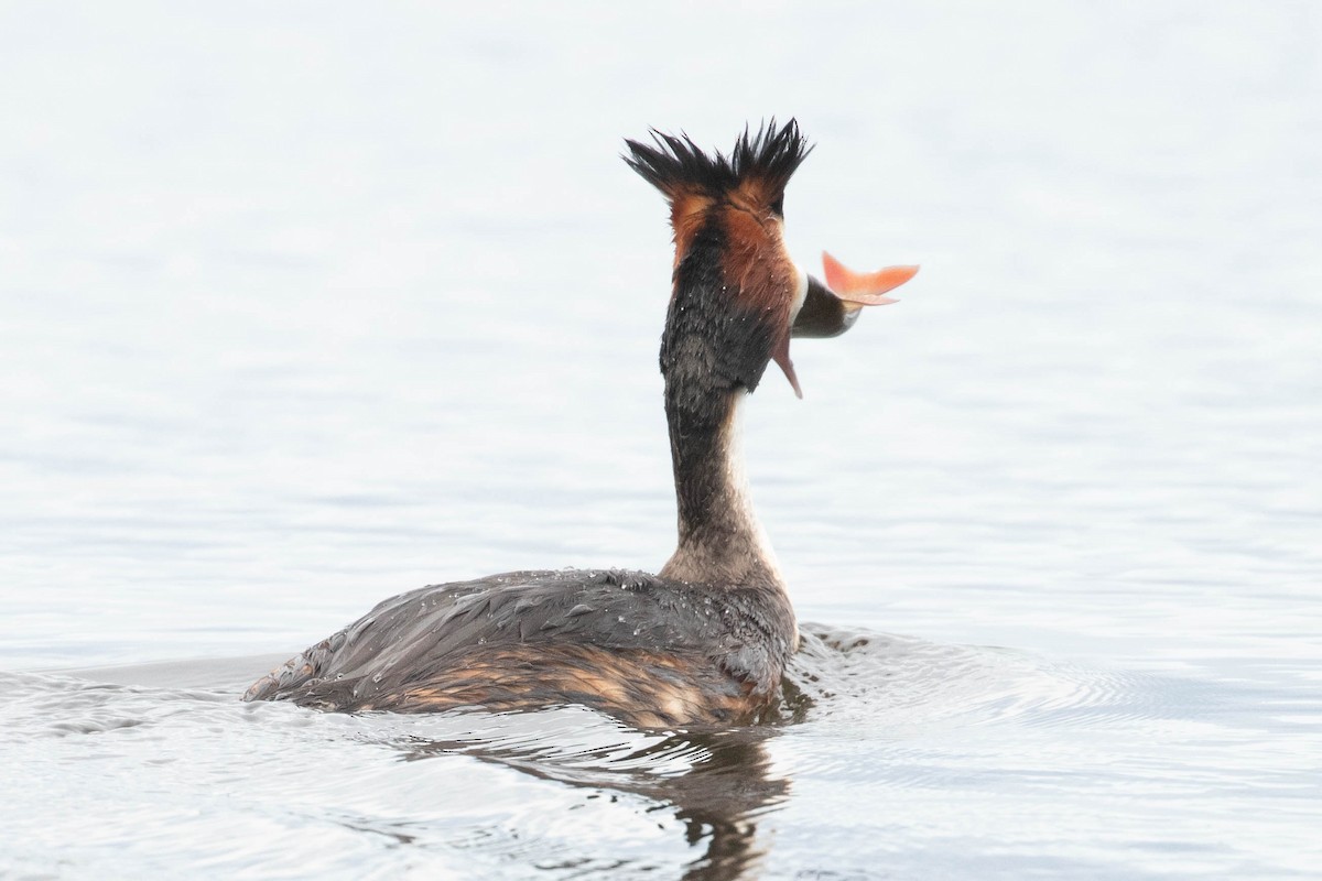 Great Crested Grebe - Leo Damrow