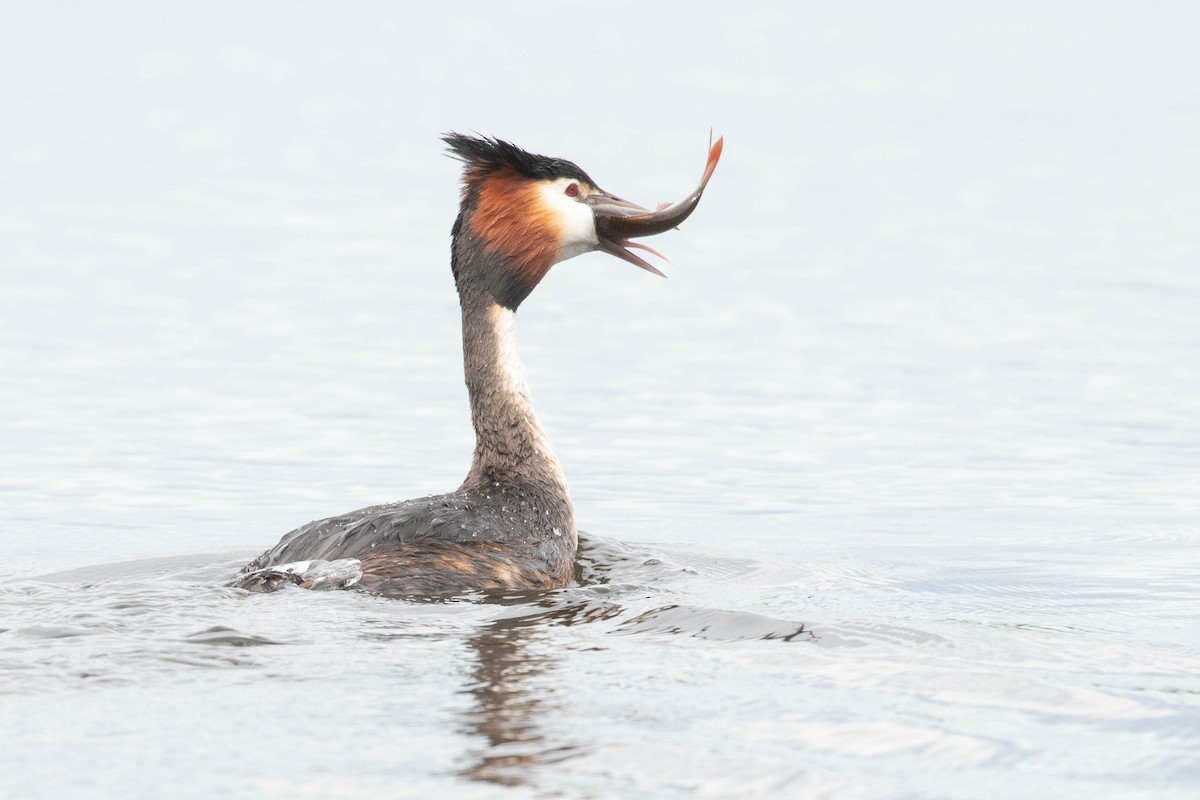 Great Crested Grebe - ML618544148