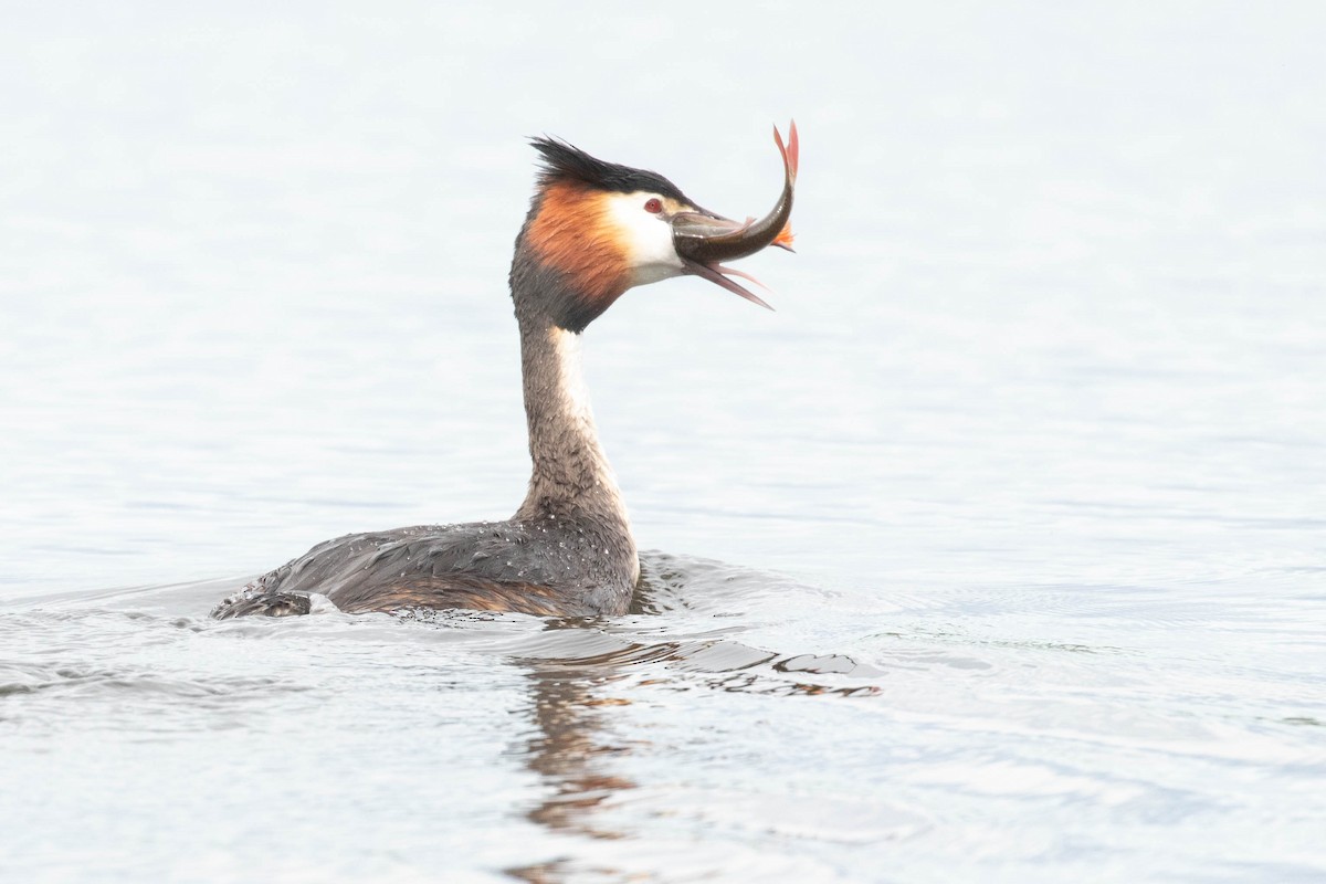 Great Crested Grebe - ML618544149
